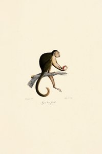Weiblicher Gehaubter Kapuziner von Jacques Christophe Werner