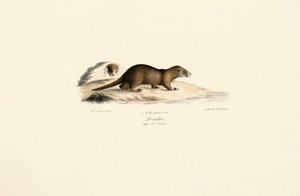 Frettchen und Steinmarder von Jacques Christophe Werner