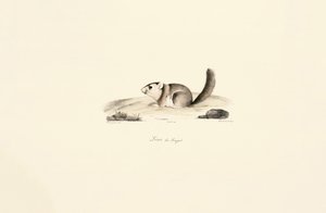 Gambisches Sonnenhörnchen