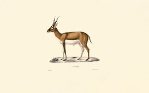 Kropfgazelle