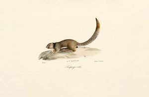 Goldmantel-Ziesel (männlich) von Jacques Christophe Werner