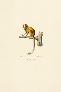 Goldener Löwenaffe von Jacques Christophe Werner