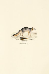 Graufuchs Männlich (Urocyon cinereoargenteus) von Jacques Christophe Werner