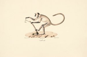 Grauer Hanuman-Langur von Jacques Christophe Werner