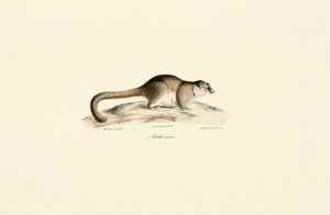 Grauer Mausmaki von Jacques Christophe Werner