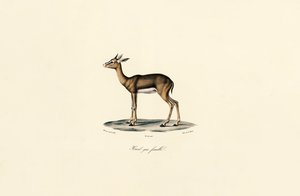 Grauer Riedbock (Weibchen)
