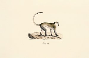 Grüner Meerkatze (Chlorocebus sabaeus)
