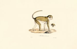 Grüner Meerkatze (Malbrouc Femelle)