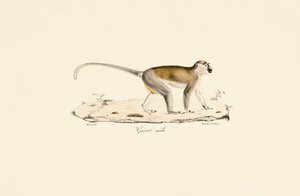 Grüner Meerkatze (männlich)