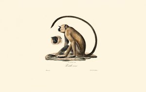 Grauer Langur (Entelle vieux)