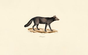 Graues Erdmännchen