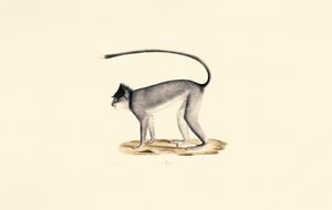 Hanuman-Langur von Jacques Christophe Werner