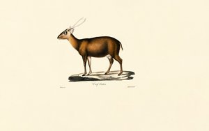 Indischer Muntjak (Cerf Cochon)