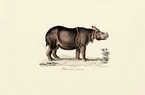 Indisches Nashorn von Jacques Christophe Werner
