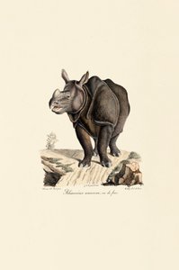 Indisches Nashorn, Vorderansicht von Jacques Christophe Werner