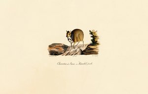 Javanischer Hirschmaus (Weiblich) von Jacques Christophe Werner