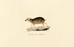 Javanischer Hirsch (Männlich)