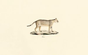 Dschungelkatze von Jacques Christophe Werner