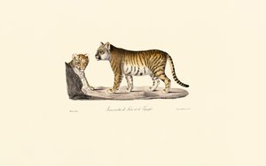 Löwen-Tiger-Hybrid