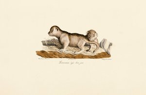 Löwenjunge einen Tag alt von Jacques Christophe Werner