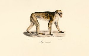 Langschwanzmakak (männlich) von Jacques Christophe Werner
