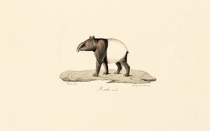 Malaiischer Tapir von Jacques Christophe Werner