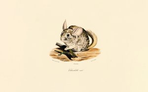Männliches Chinchilla