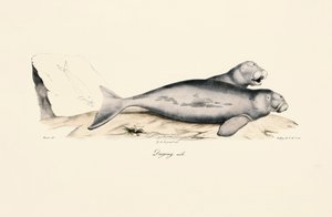 Männlicher Dugong