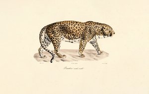 Männlicher Leopard von Jacques Christophe Werner