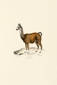 Männliches Lama