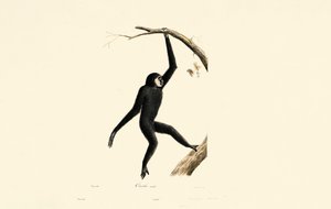 Männlicher Siamang
