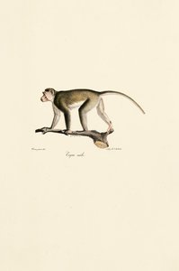 Männlicher Totenkopfaffe von Jacques Christophe Werner