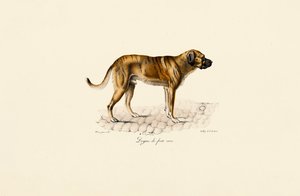 Mastiff