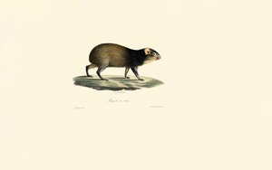 Mexikanisches Stachelschwein
