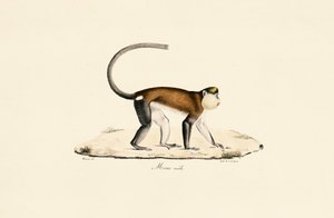 Mona-Affe