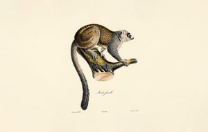 Mangustenmaki (weiblich) von Jacques Christophe Werner