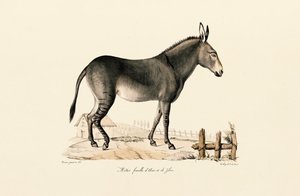 Maultier von Jacques Christophe Werner