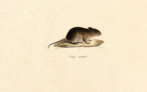 Namaqua-Felsenmaus