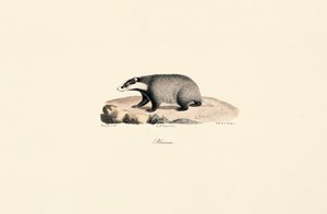 Neufundländer von Jacques Christophe Werner