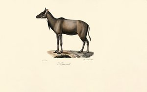 Nilgauantilope (Männlich)