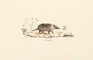 Neunbinden-Gürteltier von Jacques Christophe Werner