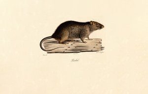 Pazifische Ratte