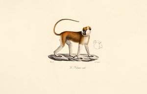 Patasaffe (Männlich)