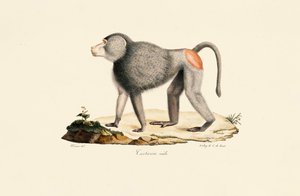Patasaffe