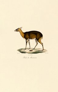 Philippinischer Fleckendeer (Visayan Fleckendeer)