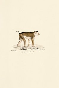 Schweinsaffen (männlich)