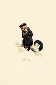 Weißhandgibbon