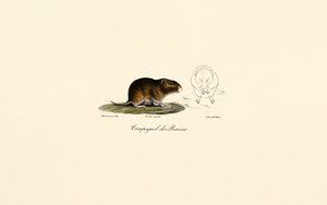 Präriewühlmaus von Jacques Christophe Werner