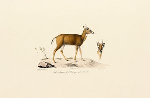 Gabelbock