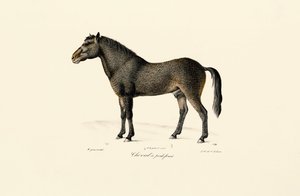 Przewalski-Pferd